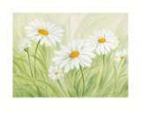 Fun Daisies