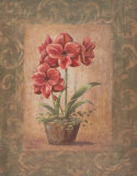Buy Wanda's Amaryllis I at AllPosters.com