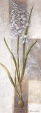 Freesia