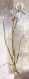 Buy Iris at AllPosters.com