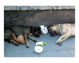 Buy The Family that Sleeps Together Stays Together at AllPosters.com