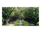 Buy Oak Alley Plantation at AllPosters.com