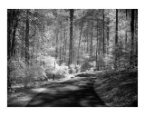 Buy Callaway Gardens Georgia Shaded Path 2 at AllPosters.com