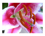 Buy Stargazer at AllPosters.com