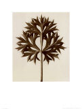 Buy Eryngium Bourgatii, Eryngo at AllPosters.com