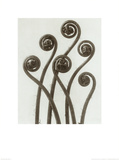 Adiantum Pedatum, Hair Fern