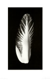 Buy Out of Sight IV, c.2000 at AllPosters.com