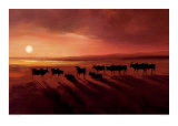 Zebu at Dusk