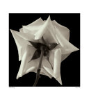 Buy Rose VIII at AllPosters.com