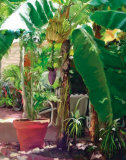 Buy Banana Tree at AllPosters.com