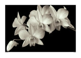 Buy Orchid II at AllPosters.com