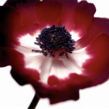 Red Flower