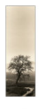 Valley Oak Tree