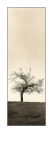 Cherry Blossom Tree