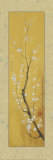 Cherry Blossom II