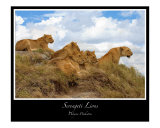 Serengeti Lions
