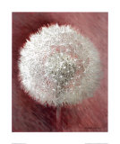 Buy Dandelion Clock I at AllPosters.com