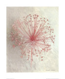Buy Allium Seedhead I at AllPosters.com