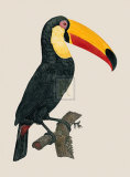 Le Toco