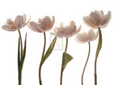 Aprile Tulipano