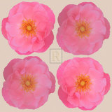 Blush I
