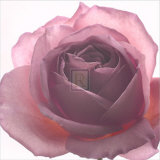 Buy Aroma II at AllPosters.com