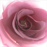 Aroma I