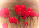 Tulip Haze