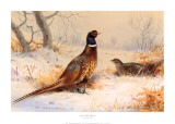 Cock and Hen Pheasant