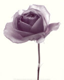 Transparent Rose II