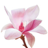 Buy Magnolia I at AllPosters.com
