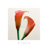 Buy Quattro Gigli I at AllPosters.com
