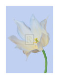 Buy Serene Tulip at AllPosters.com