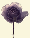 Transparent Rose I