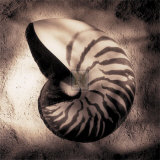 Buy Nautilus at AllPosters.com