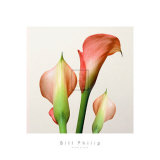 Buy Quattro Gigli II at AllPosters.com