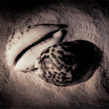 Buy Cowrie at AllPosters.com