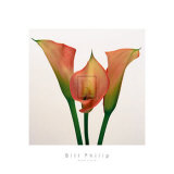 Buy Quattro Gigli IV at AllPosters.com