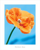 Buy Perfect Day at AllPosters.com