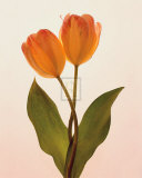 Transparent Beauty II