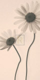 Buy Marguerite Panel II at AllPosters.com