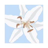 Buy Lily Blue at AllPosters.com