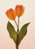 Buy Transparent Beauty II at AllPosters.com
