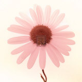 Buy Daisy I at AllPosters.com