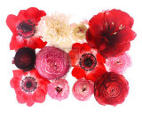 Buy Colour Cluster II at AllPosters.com