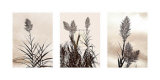 Buy Grasslands at AllPosters.com