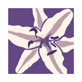 Buy Tiger Lily at AllPosters.com