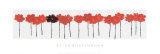 Buy Poppy Drift II at AllPosters.com