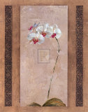 Contemporary Orchid II