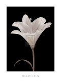 Buy Moonlit Lily at AllPosters.com